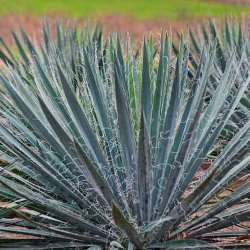 Excalibur Yucca, Adam's Needle, Curly Leaf Yucca, Spoon Leaf Yucca, Yucca filamentosa 'Excalibur'